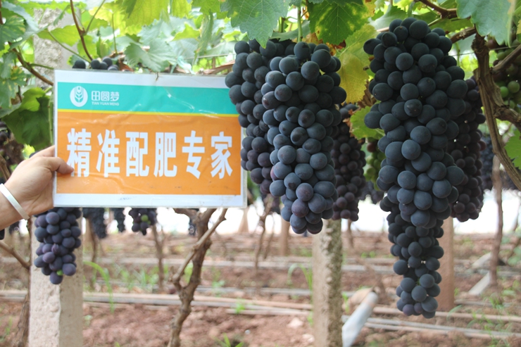 夏黑葡萄使用效果