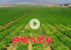 农业与种植